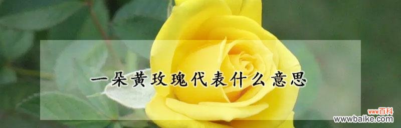 黄玫瑰的花语与寓意