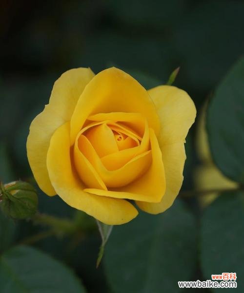黄玫瑰的花语与寓意