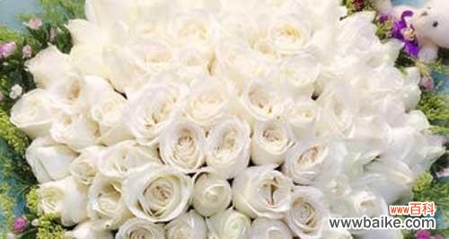 探寻白玫瑰背后的含义 白玫瑰的花语
