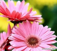 探索非洲菊的神秘世界 非洲菊的花语和寓意