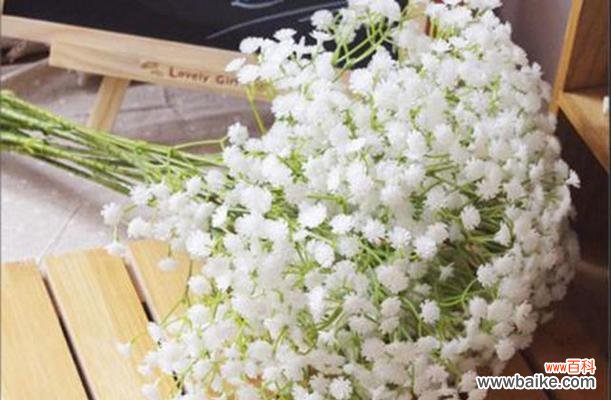 浪漫、勇气、永恒 满天星花语剖析