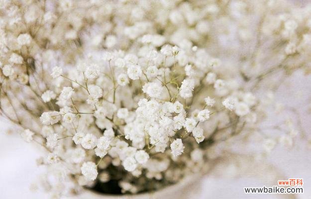 解读满天星的真正含义 满天星花语