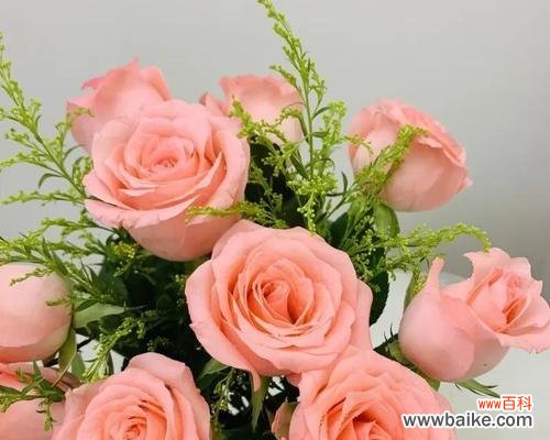 荣耀、爱情与尊严的象征 解读戴安娜玫瑰的含义