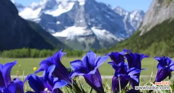 传递坚强与勇气的花海 龙胆花的花语与象征意义