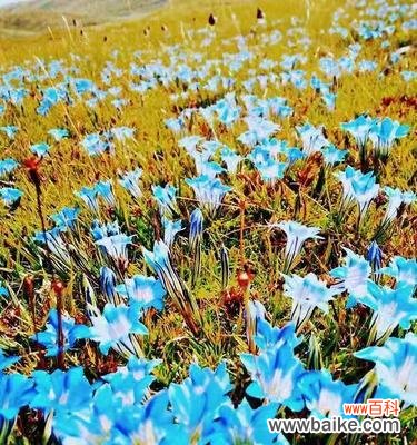 传递坚强与勇气的花海 龙胆花的花语与象征意义