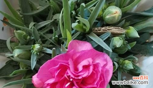 以“永恒”为的花语解读 散尾花的花语——表达永恒的爱