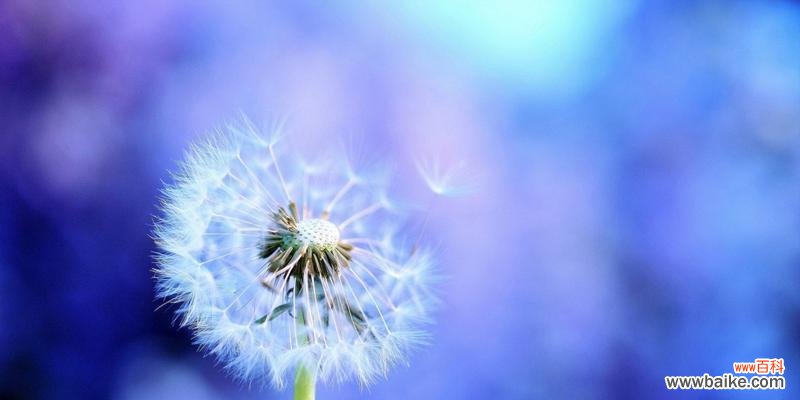 寓意深刻的小黄花 蒲公英花语解析