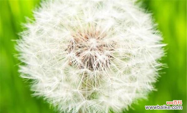 寓意深刻的小黄花 蒲公英花语解析