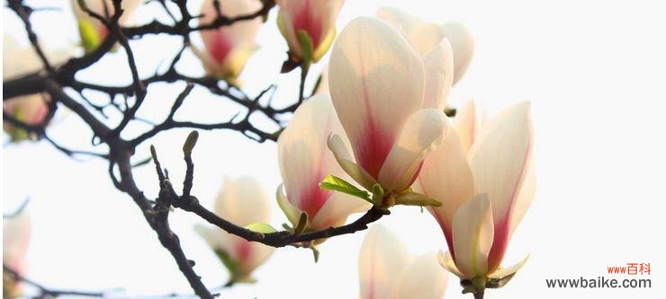 探究玉兰花的美丽传说与象征意义 玉兰花的花语与寓意