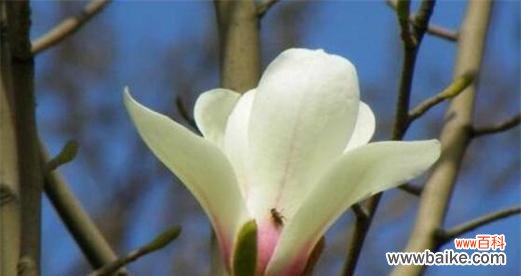 探究玉兰花的美丽传说与象征意义 玉兰花的花语与寓意