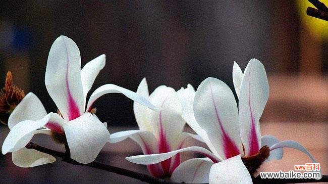 探究玉兰花的美丽传说与象征意义 玉兰花的花语与寓意