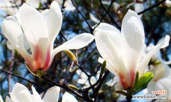 探寻玉兰花寓意的深层内涵 玉兰花的寓意与象征