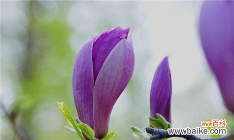 探寻玉兰花寓意的深层内涵 玉兰花的寓意与象征