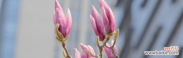 探寻玉兰花背后的花语之谜 玉兰花的花语与意义