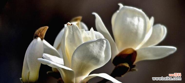 探寻玉兰花背后的花语之谜 玉兰花的花语与意义