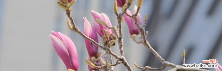 探寻玉兰花背后的花语之谜 玉兰花的花语与意义