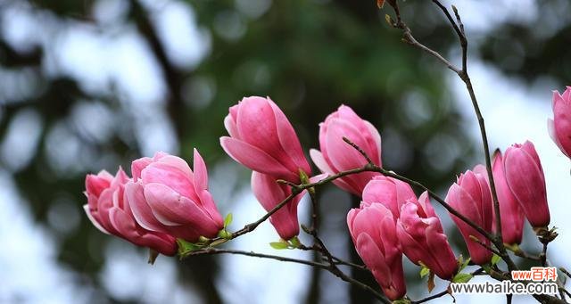 玉兰花的象征意义及文化内涵 玉兰花