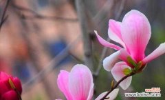 玉兰花语的起源与文化传统 玉兰花语的象征意义及其美丽传承