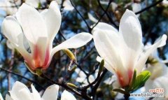 传递爱与美的玉兰花 玉兰花的花语与寓意