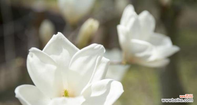 传递爱与美的玉兰花 玉兰花的花语与寓意