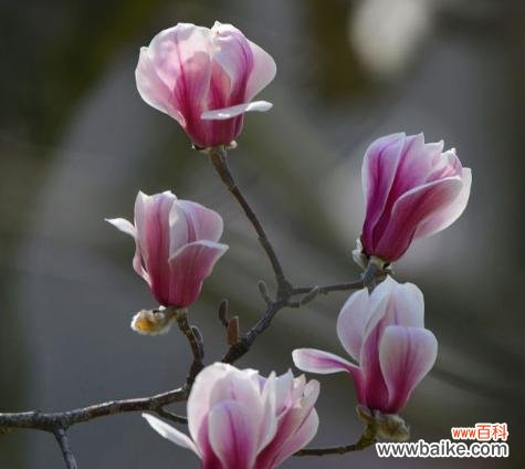 传递爱与美的玉兰花 玉兰花的花语与寓意