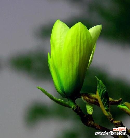 探究玉兰花寓意 玉兰花