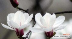 探索玉兰花的神秘象征 玉兰花的寓意与象征意义