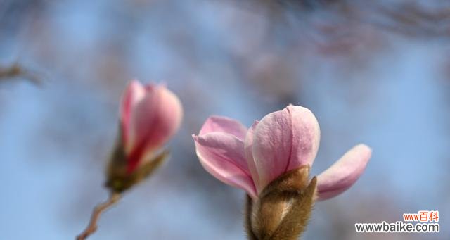 传递纯洁 玉兰花的美丽寓意