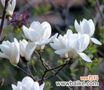 传递纯洁 玉兰花的美丽寓意