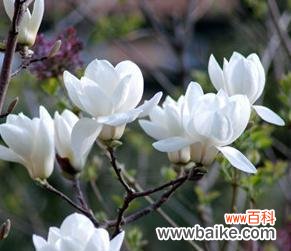 传递纯洁 玉兰花的美丽寓意