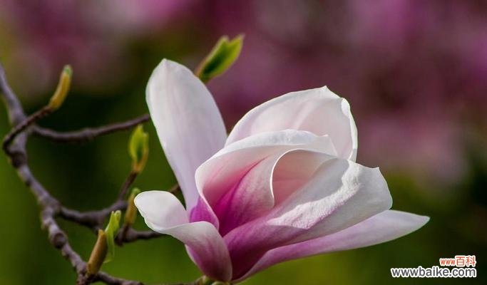 探究玉兰树的象征意义和在风水中的应用 玉兰树的寓意与风水关系