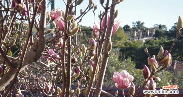 探究玉兰树的象征意义和在风水中的应用 玉兰树的寓意与风水关系