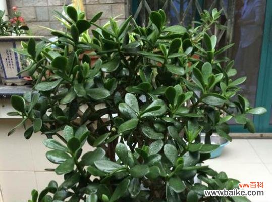 揭秘玉树花语的含义与魅力 玉树花语