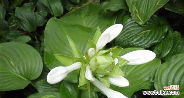 探寻玉簪花的花语与象征 以玉簪花的花语