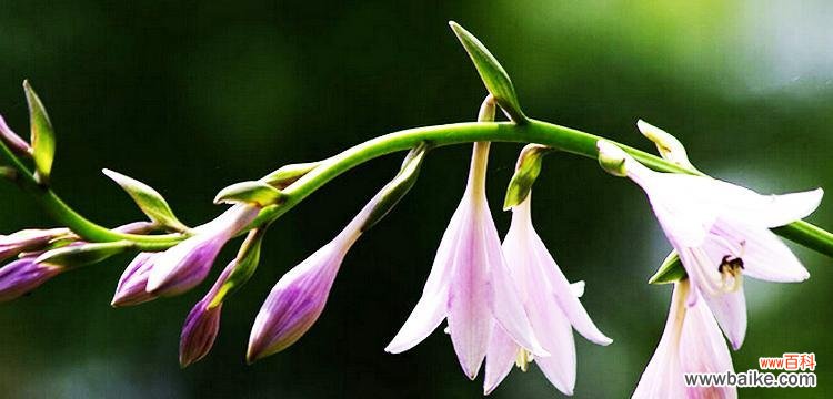 探寻玉簪花的花语与象征 以玉簪花的花语