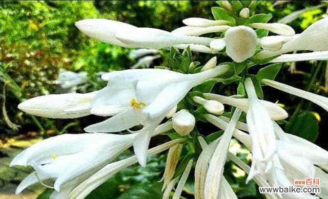 探寻玉簪花的花语与象征 以玉簪花的花语