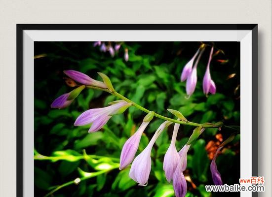 一枝瑰丽玉簪花 以玉簪花的花语与寓意