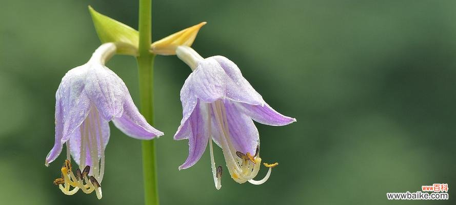 一枝瑰丽玉簪花 以玉簪花的花语与寓意