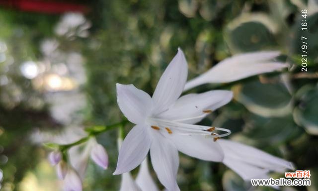 一枝瑰丽玉簪花 以玉簪花的花语与寓意