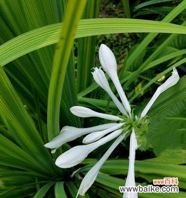 探寻玉簪花的象征与意义 玉簪花的美丽寓意