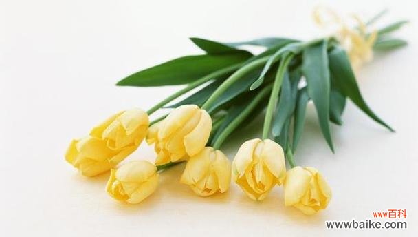 探索郁金花的花语 郁金花的花语及其深刻内涵