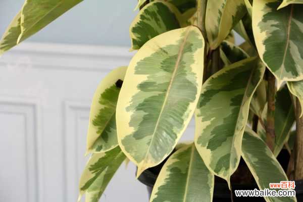 橡皮树叶子发黄怎么办