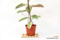 橡皮树叶子发黄怎么办