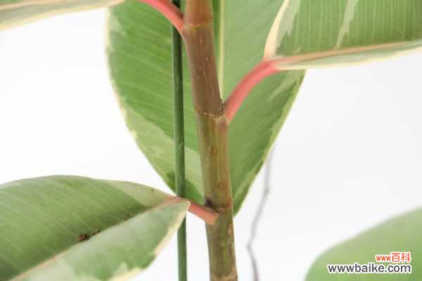 橡皮树叶子发黄怎么办