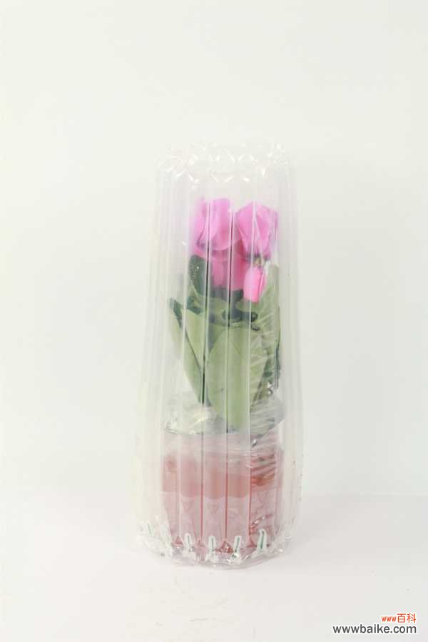 仙客来叶子发黄怎么办