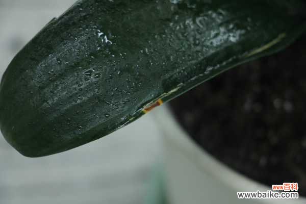 君子兰叶子发黄怎么办