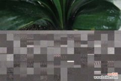 君子兰叶子发黄怎么办