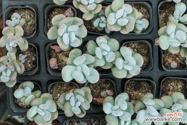 多肉叶子发黄怎么办