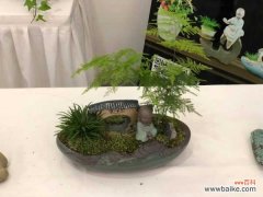 文竹叶子发黄怎么办