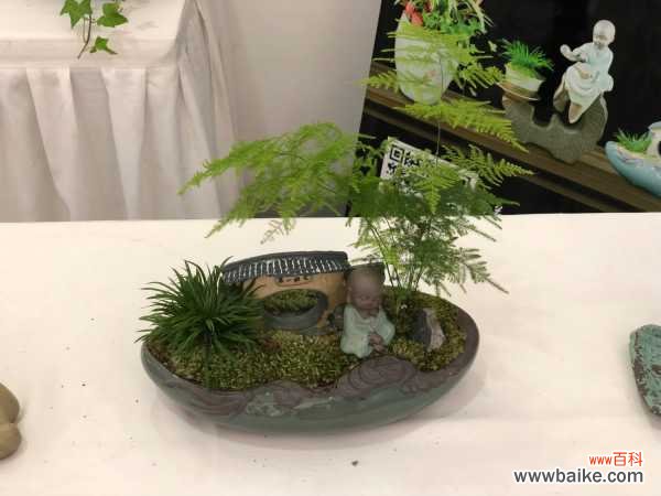 文竹叶子发黄怎么办